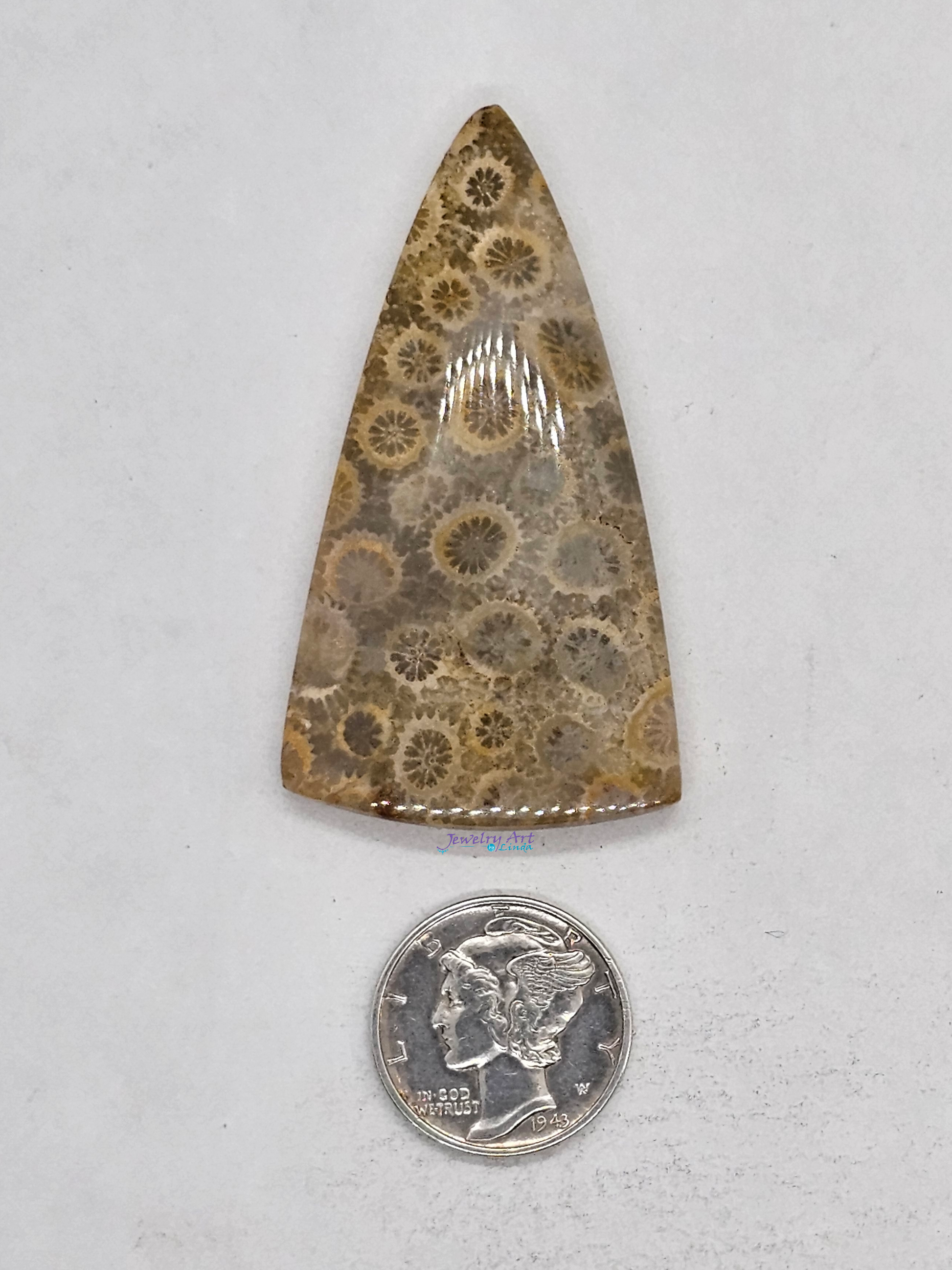 Petrified Coral FS-x-x-00166