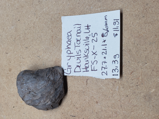 Gryphaea - Devil's Toenails FS-x-dt-25