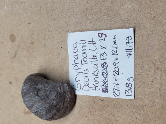 Gryphaea - Devil's Toenails FS-x-dt-29