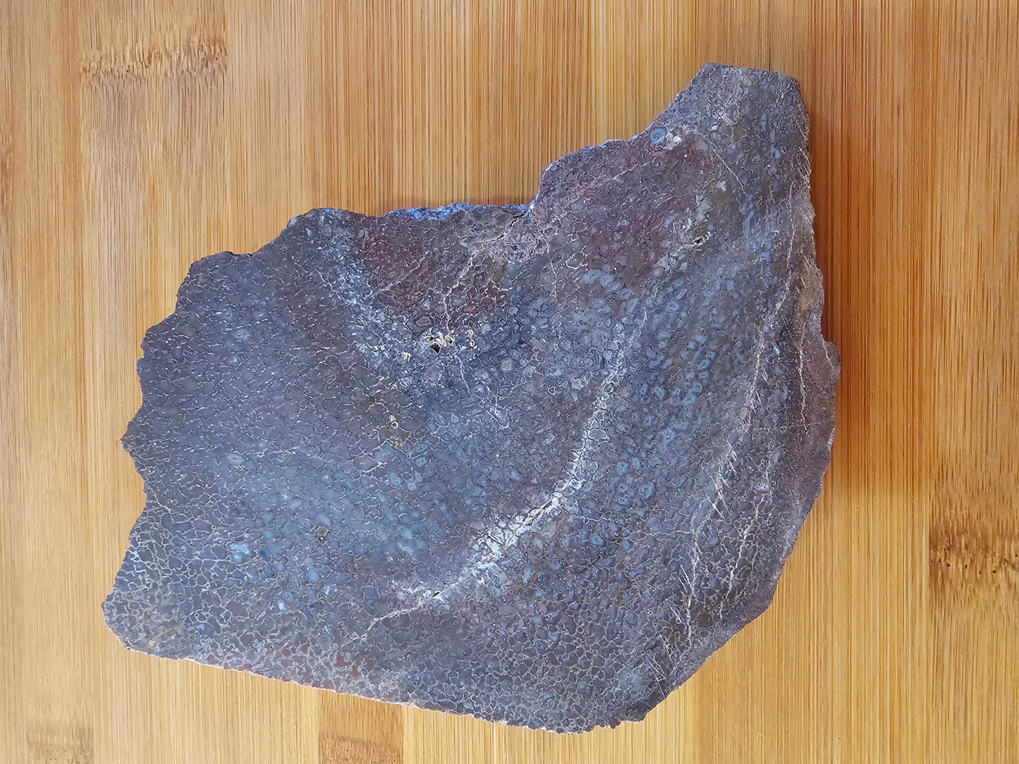 Dino Bone FS-x-00055