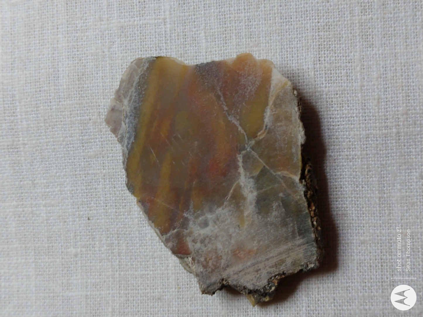 Petrified Wood PW-00007-01