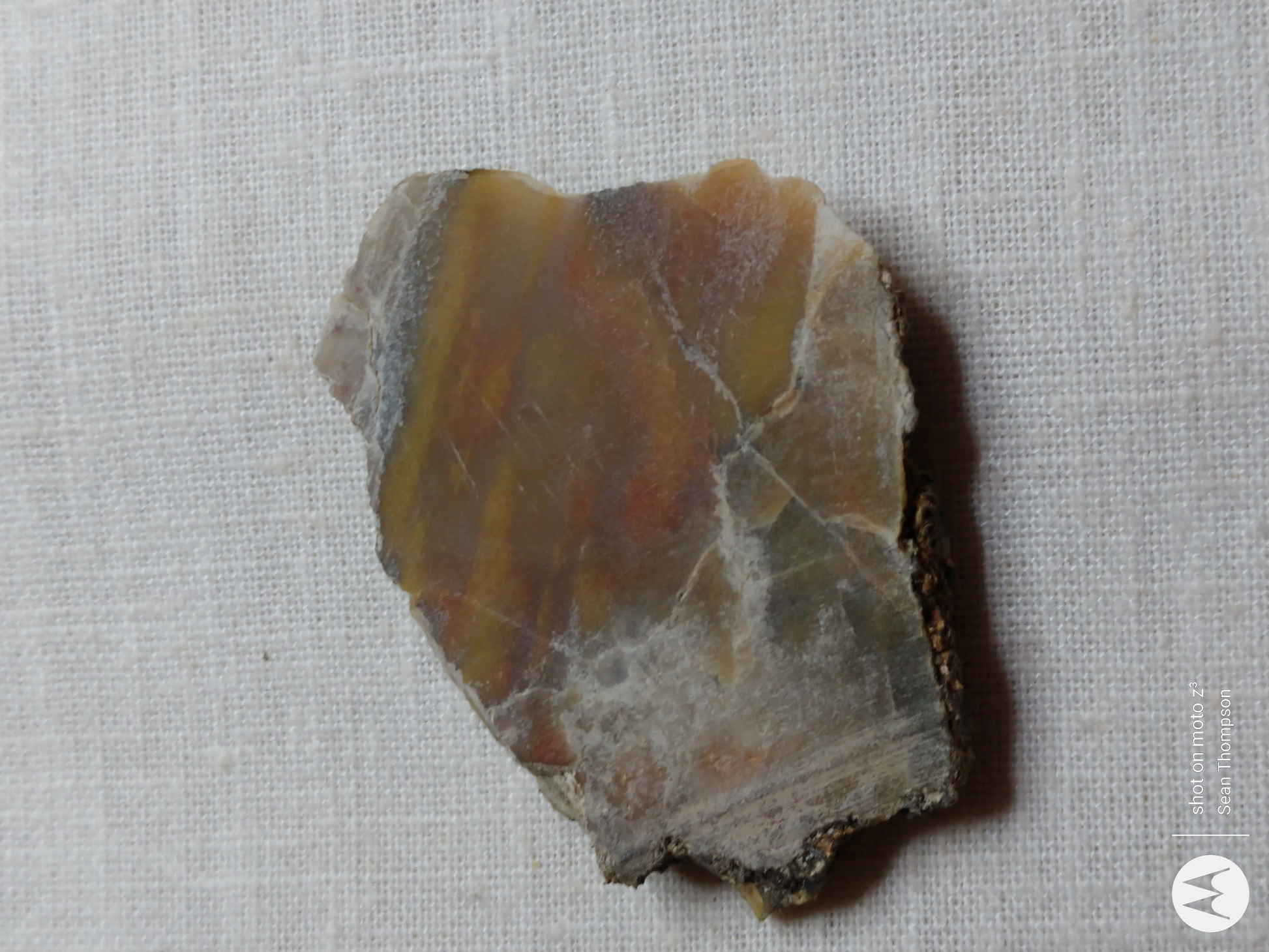 Petrified Wood PW-00007-01