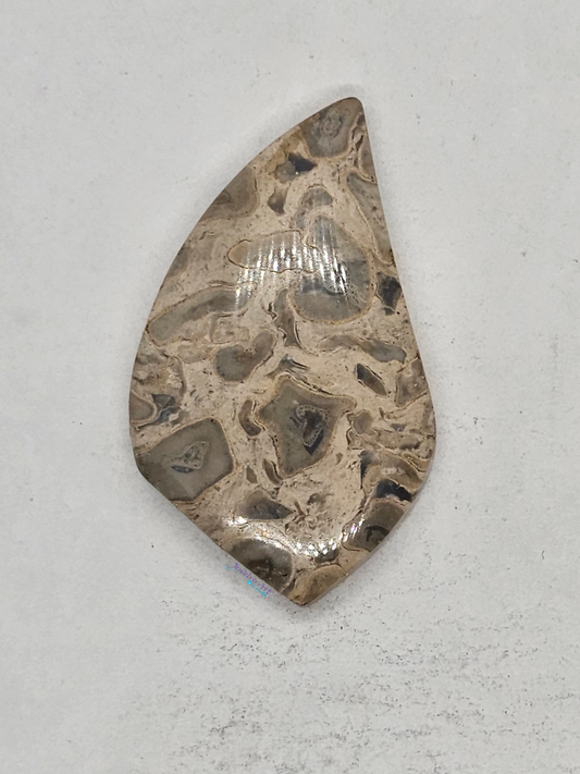 Palm Root FS-x-x-00157