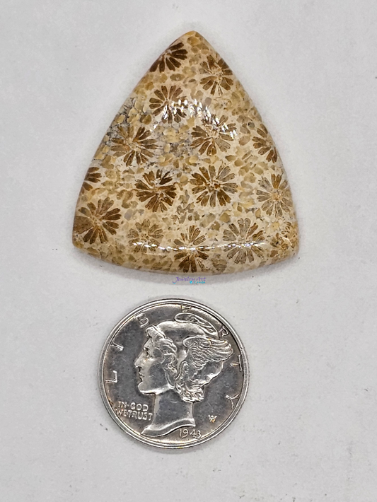 Petrified Coral FS-x-x-00165