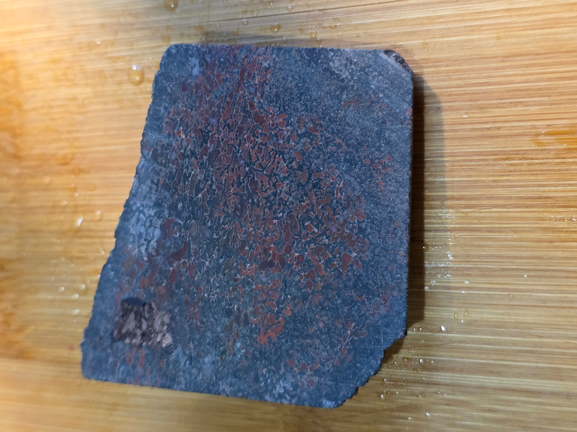 Dino Bone FS-x-00059
