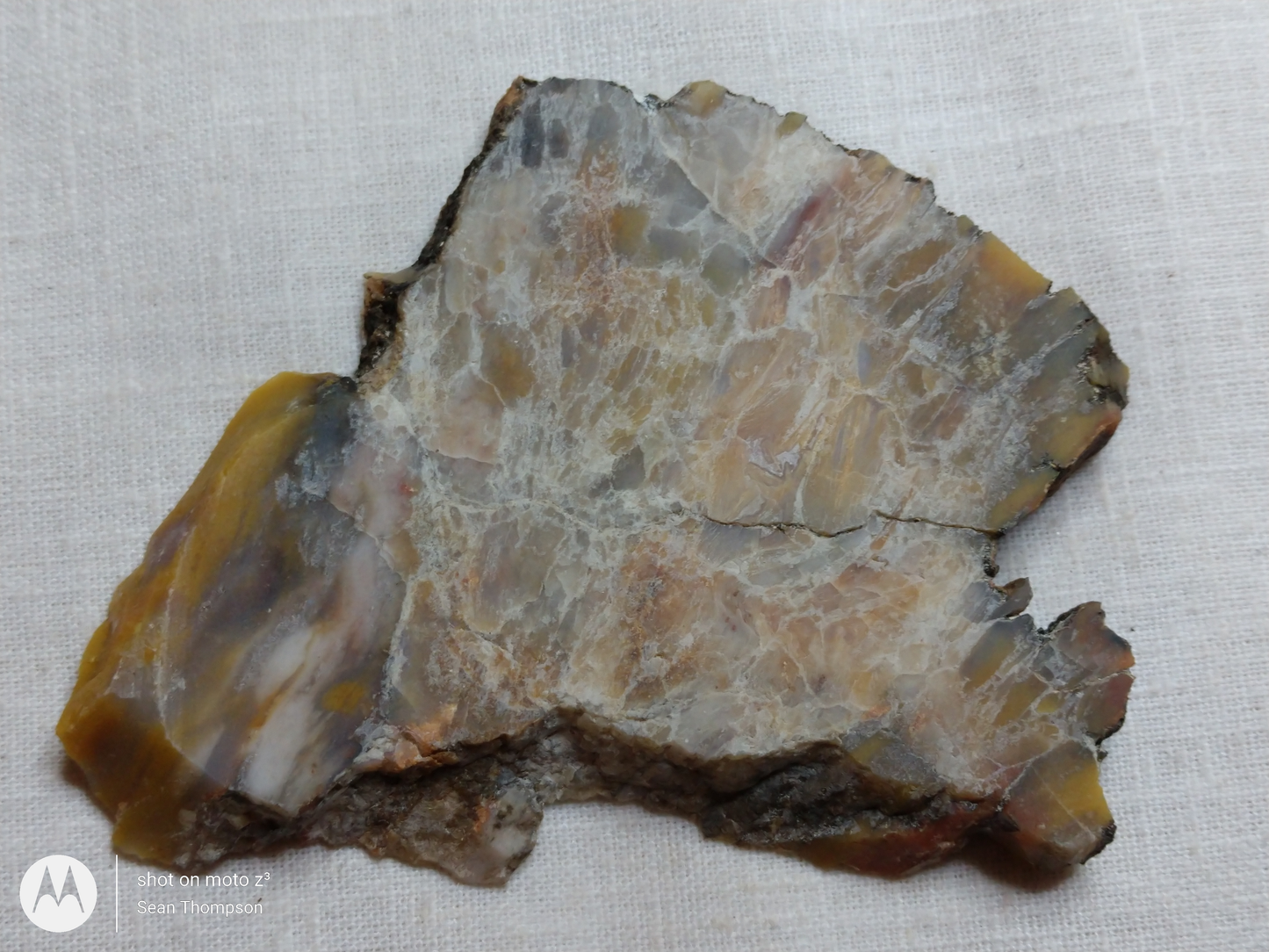 Petrified Wood PW-00007-06