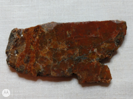 Petrified Wood PW-00006-08b