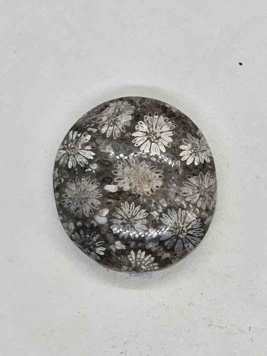 Petrified Coral FS-x-x-00161