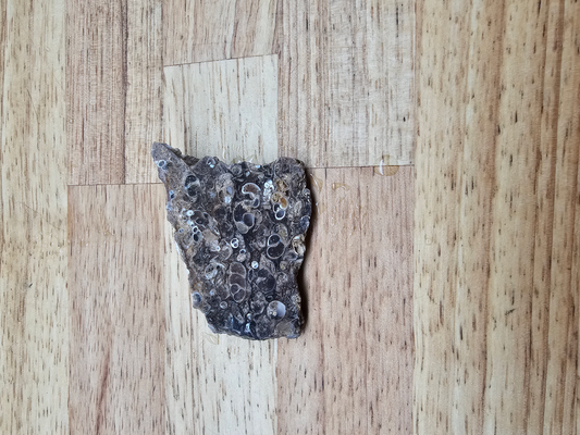 Turritella FS-x-00026B