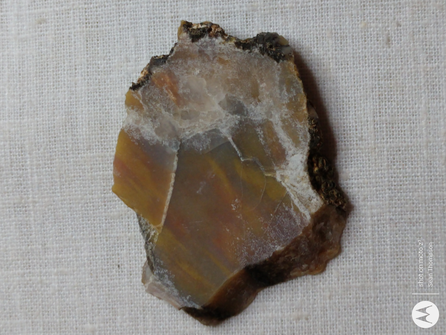 Petrified Wood PW-00007-01