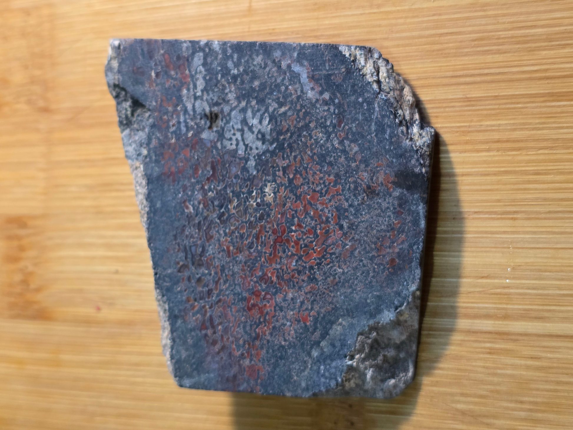 Dino Bone FS-x-00059