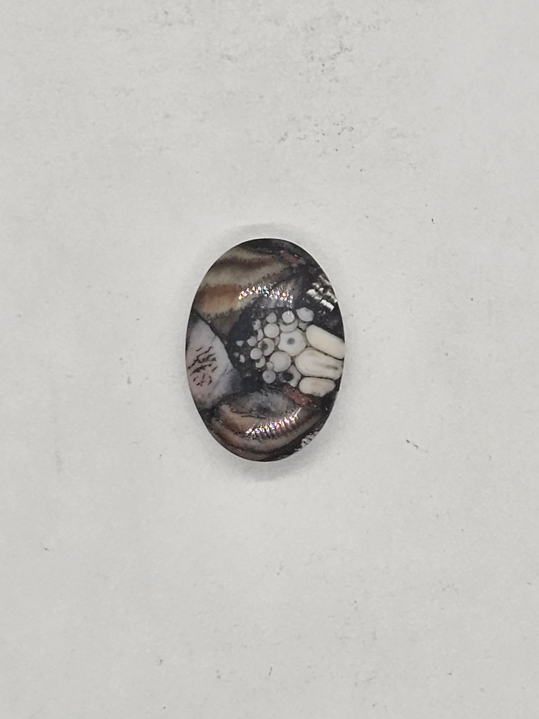 Petrified Fish Snakeskin FS-x-x-00137