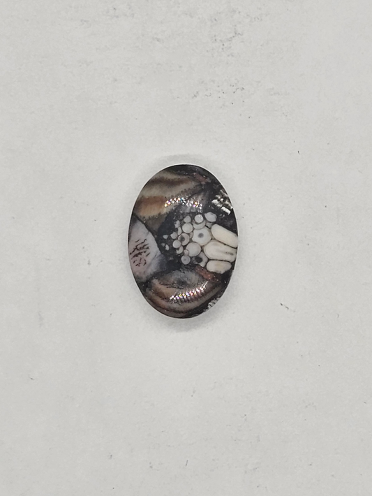 Petrified Fish Snakeskin FS-x-x-00137