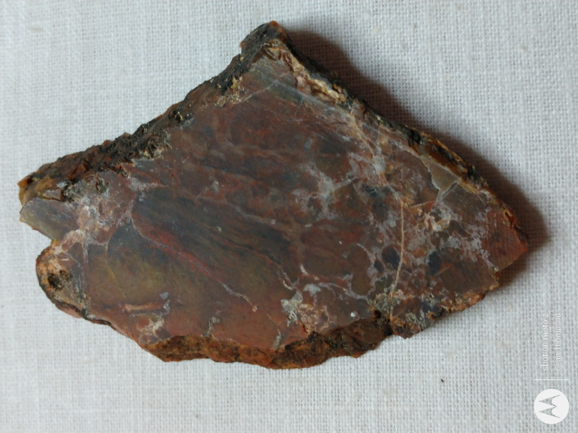 Petrified Wood PW-00006-04