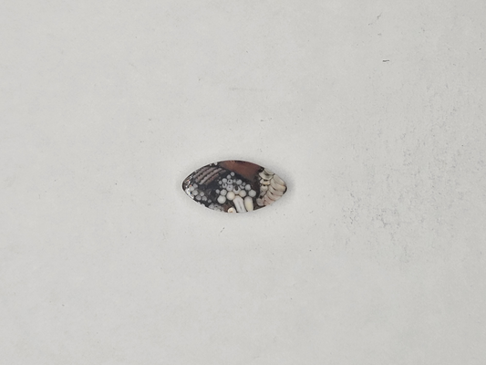 Petrified Fish Snakeskin FS-x-x-00131