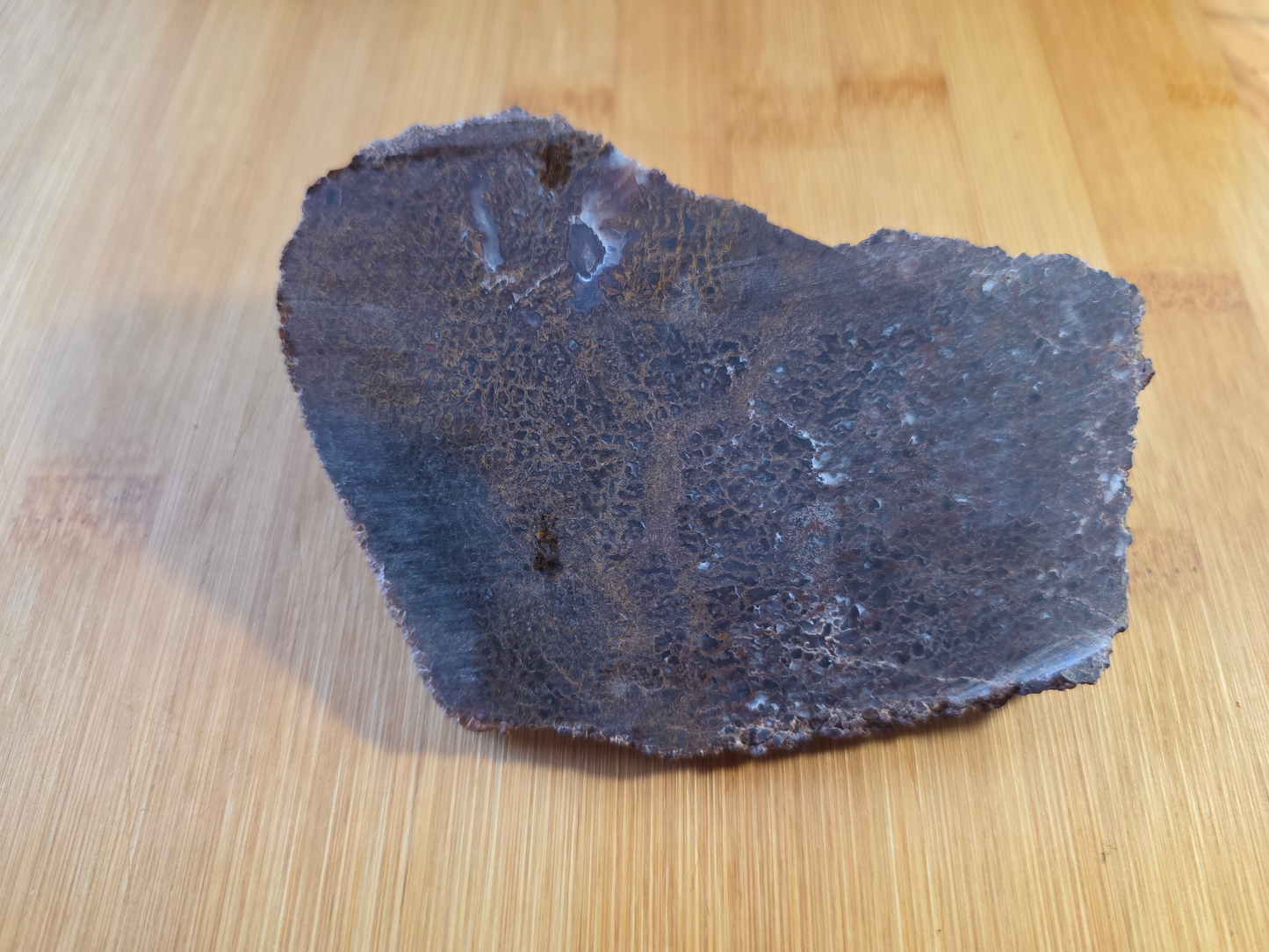 Dino Bone FS-x-00058