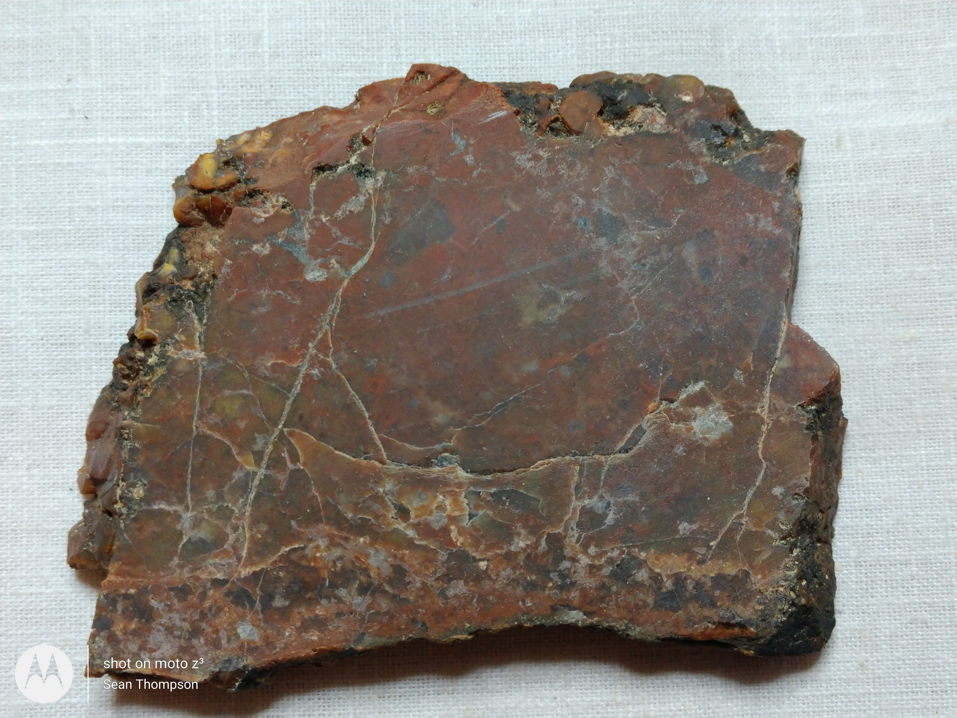 Petrified Wood PW-00006-07