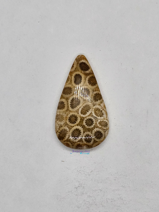 Petrified Coral FS-x-x-00145