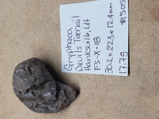 Gryphaea - Devil's Toenails FS-x-dt-18