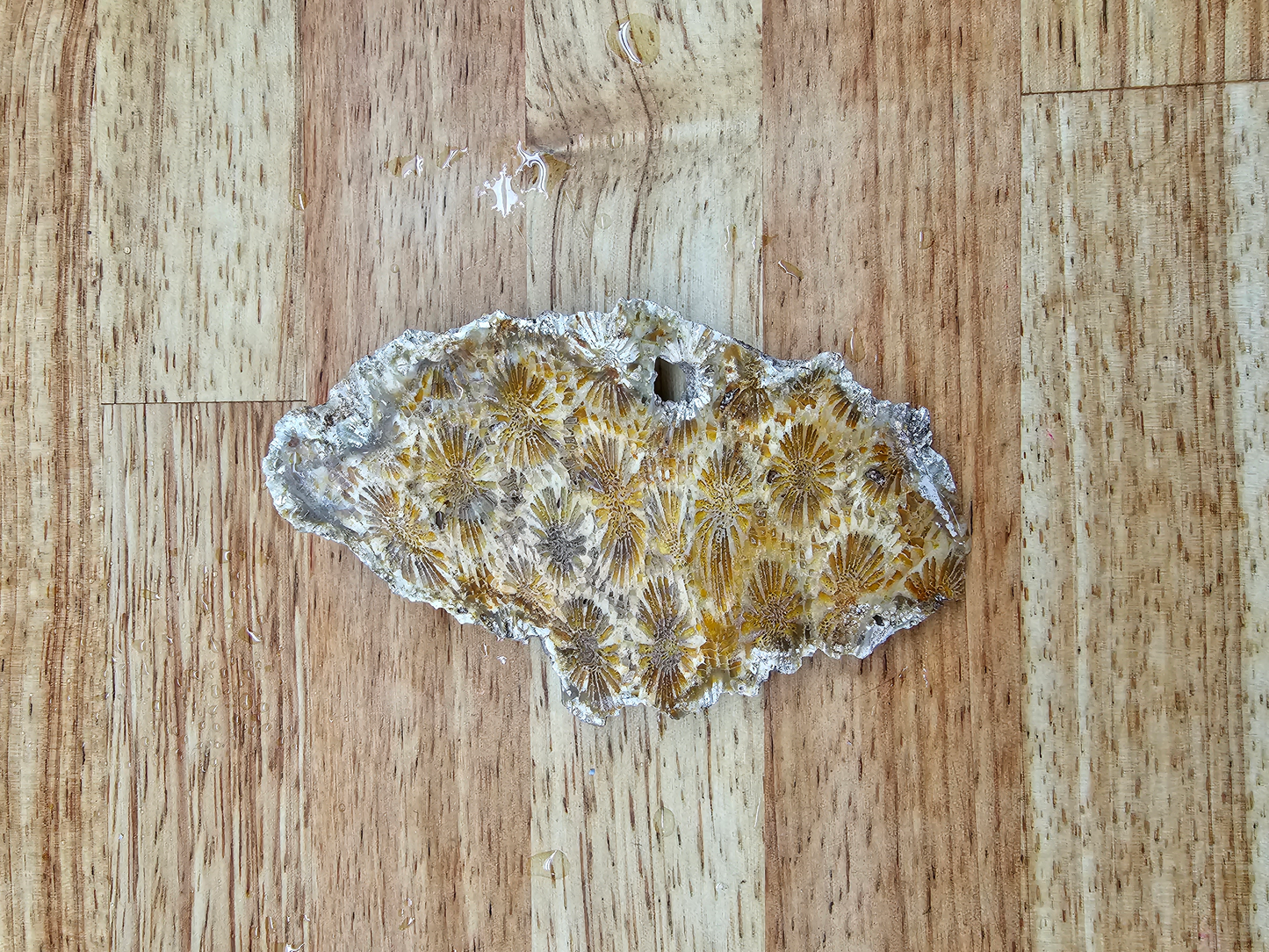 Petrified Coral FS-x-00043