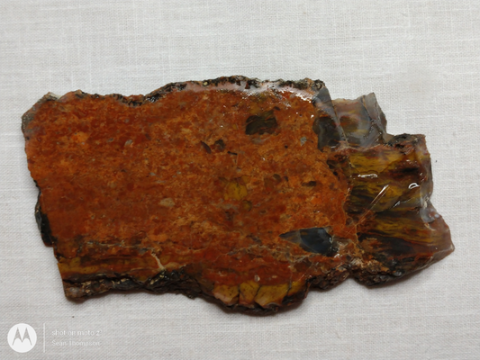 Petrified Wood PW-00005-01