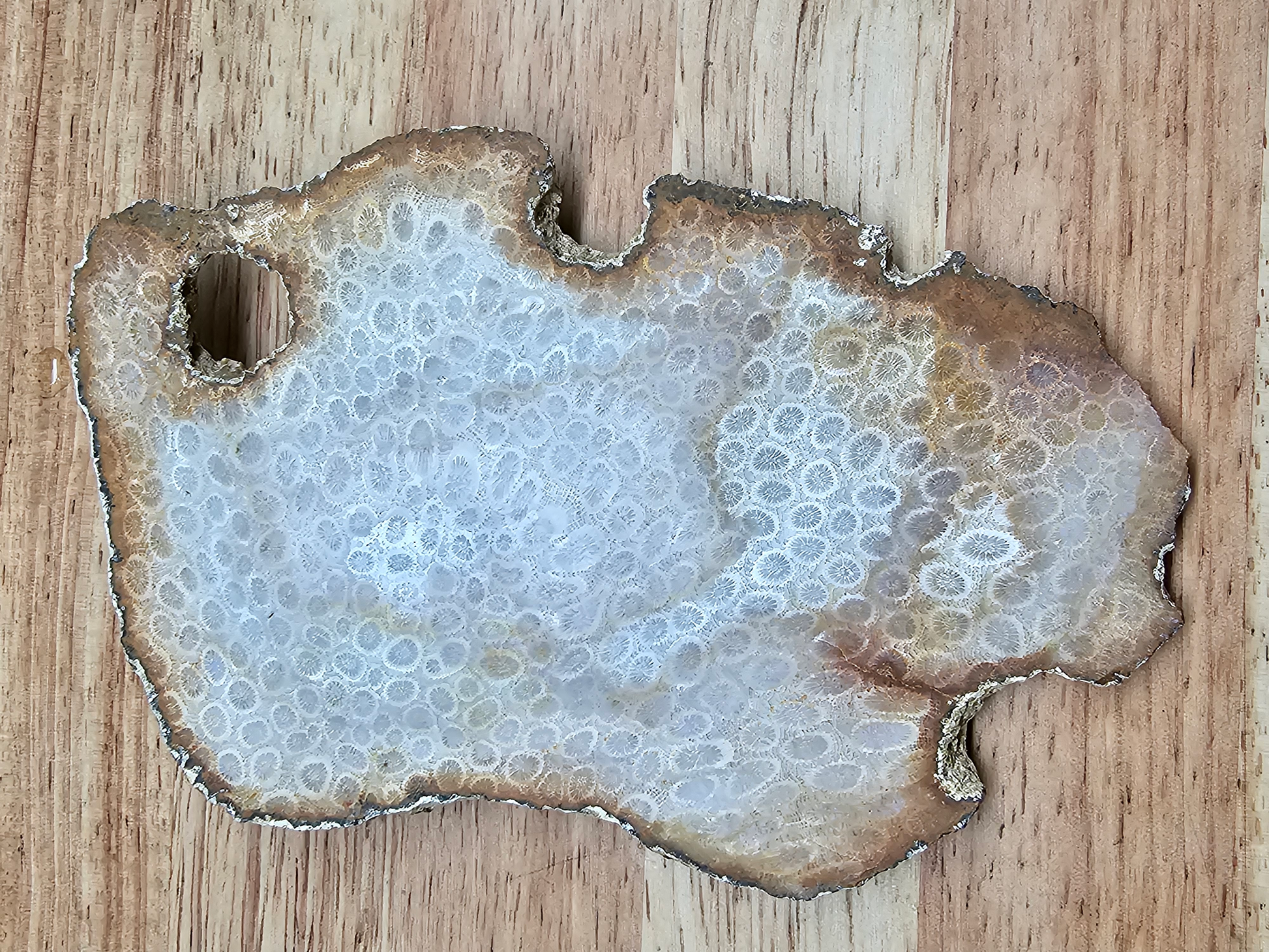 Petrified Coral FS-x-00050