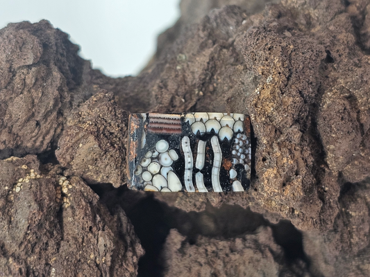 Petrified Fish Snakeskin FS-x-x-00129