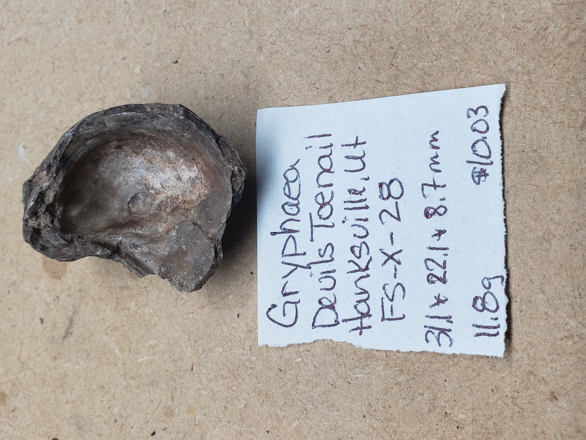 Gryphaea - Devil's Toenails FS-x-dt-28