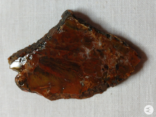 Petrified Wood PW-00006-04