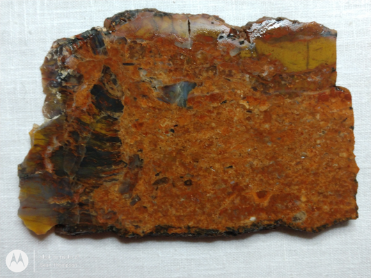 Petrified Wood PW-00005-03