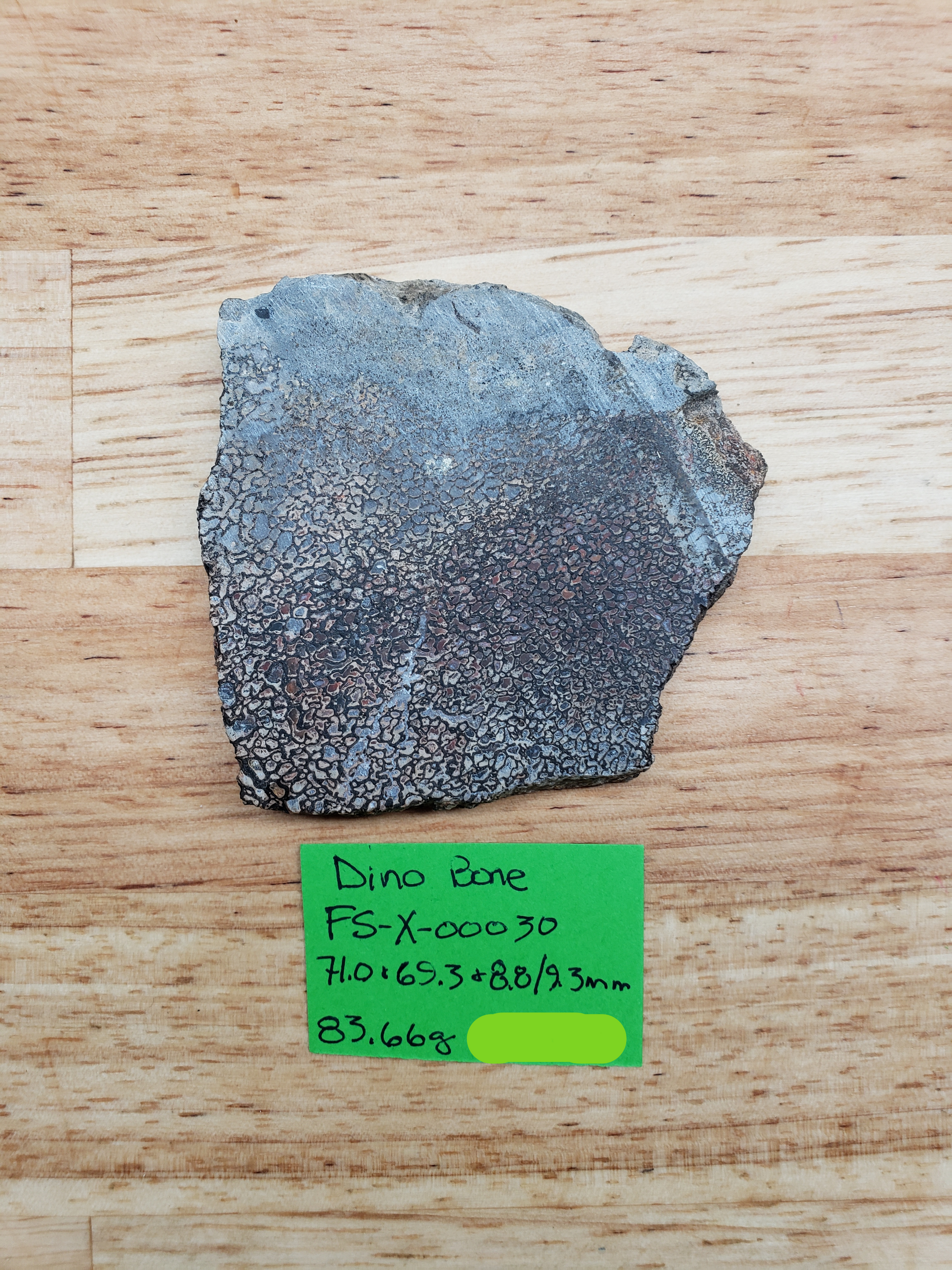 Dino Bone FS-x-00030