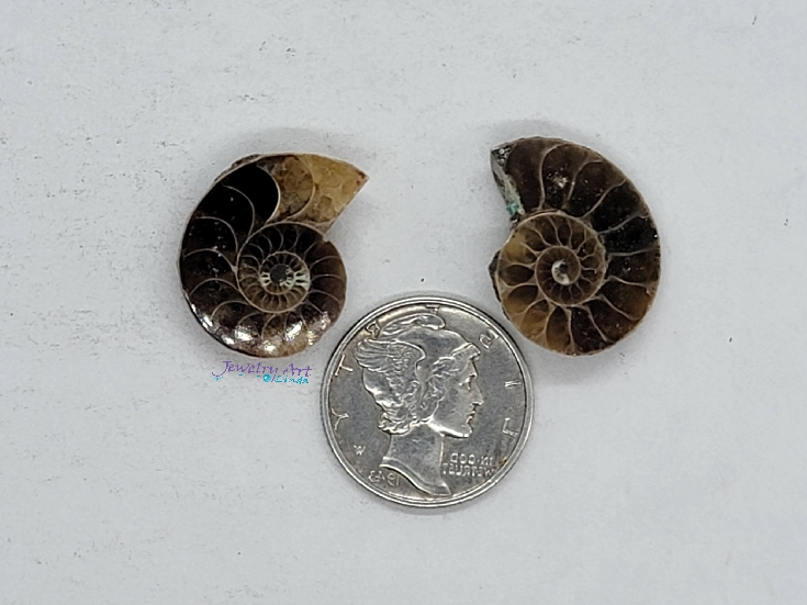 Ammonite FS-x-x-00037