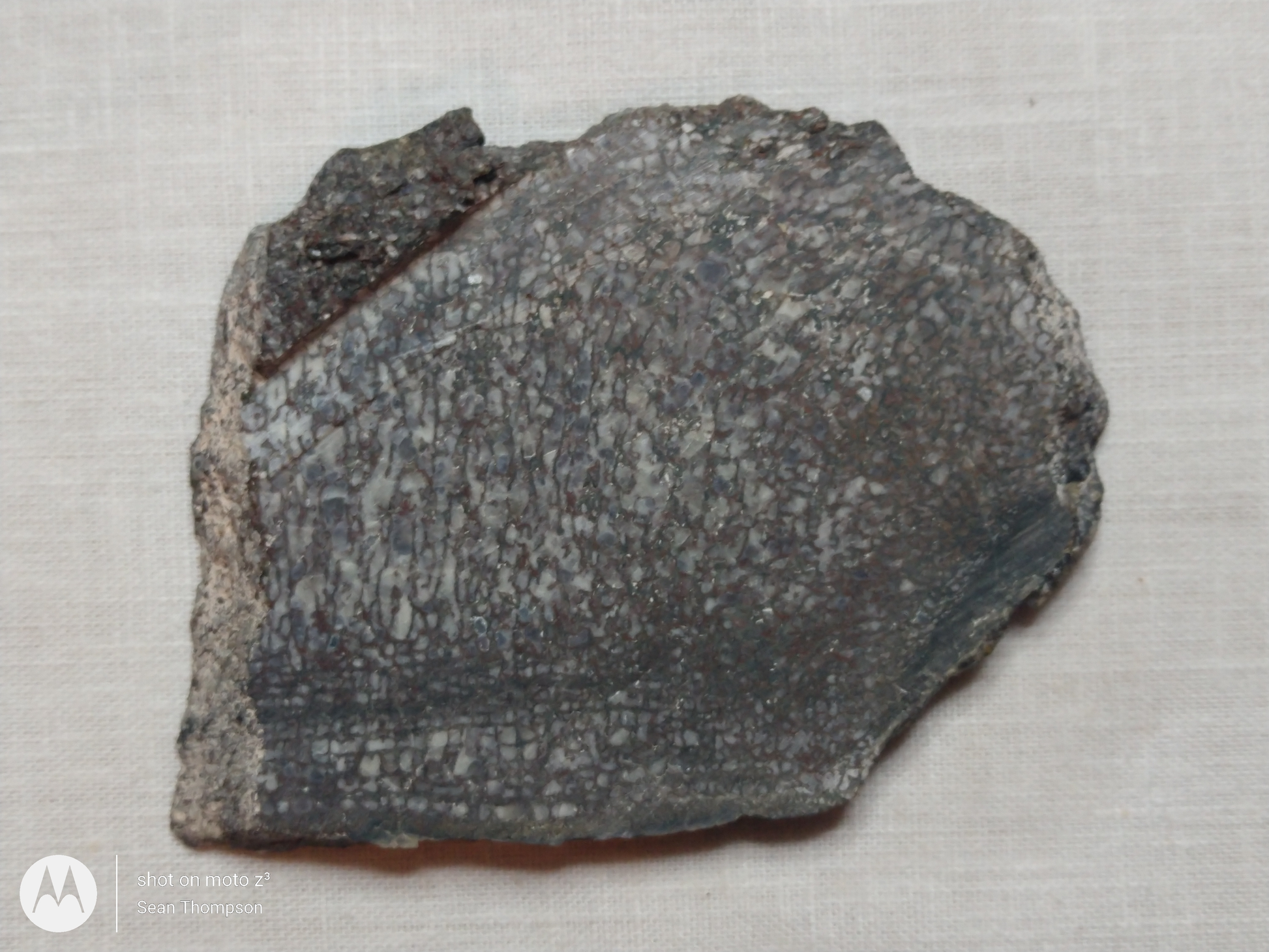 Dino Bone FS-00003-02