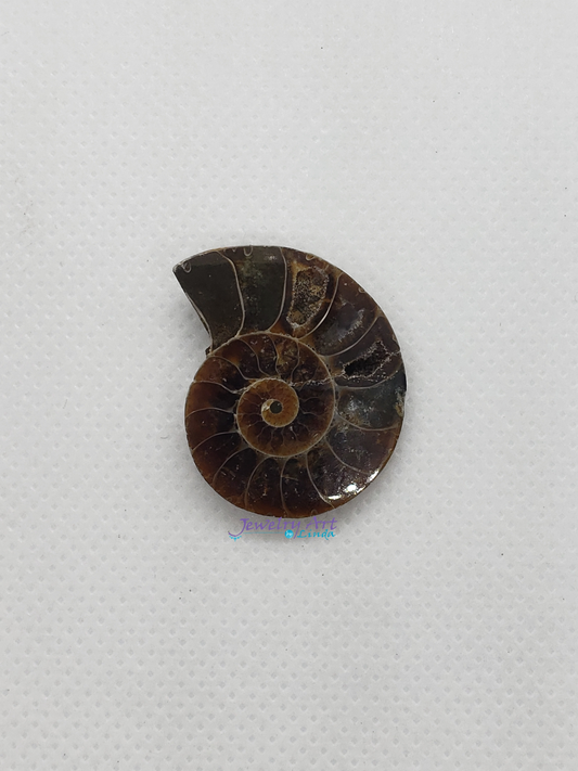 Ammonite FS-x-x-00017