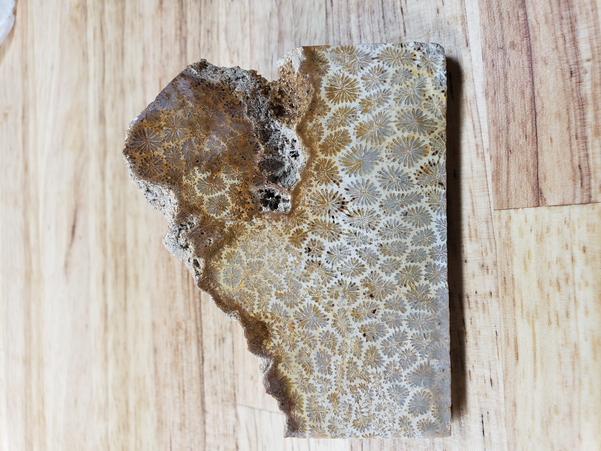 Petrified Coral FS-x-00023