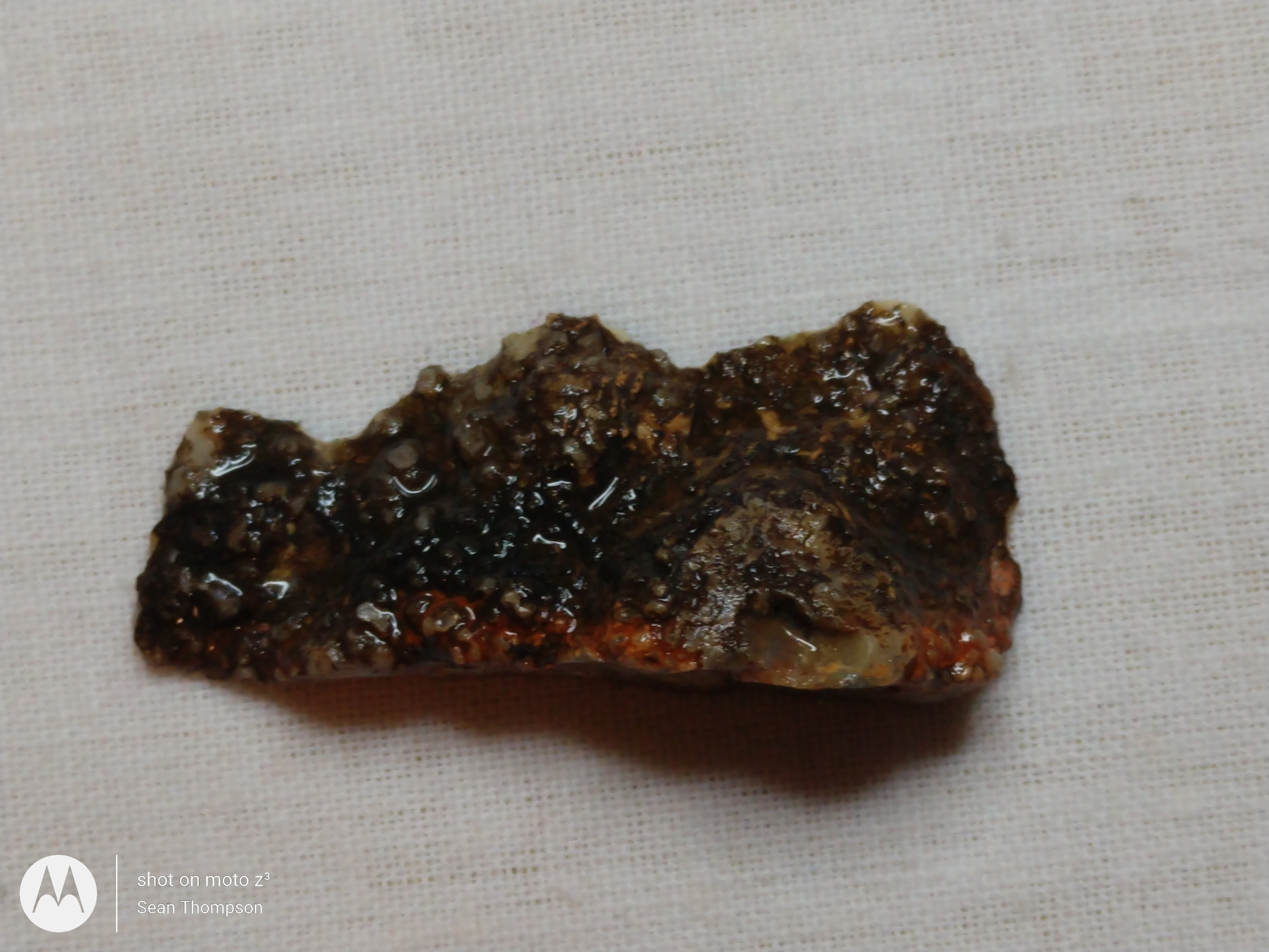 Coprolite FS-00006-01