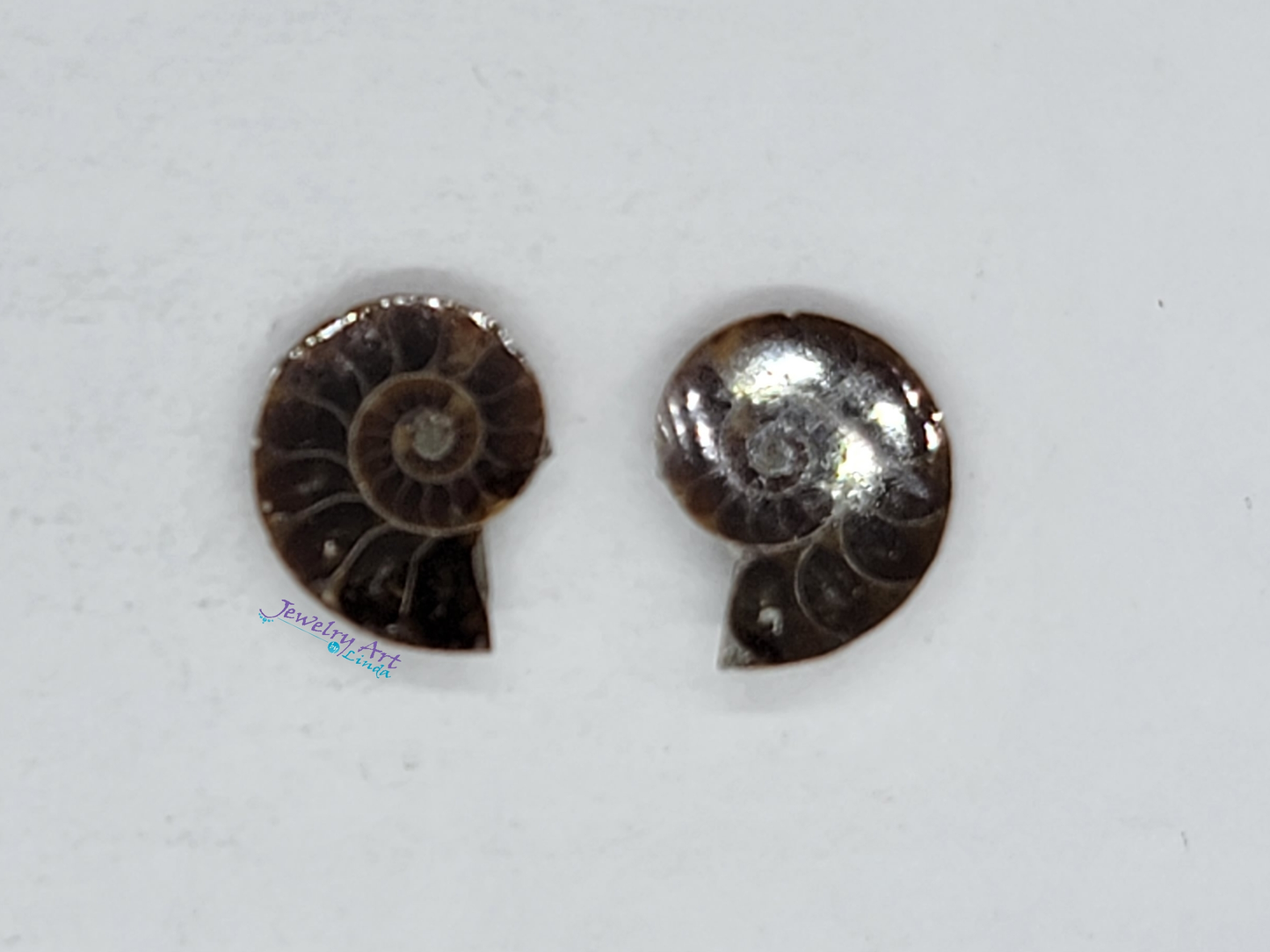 Ammonite FS-x-x-00035