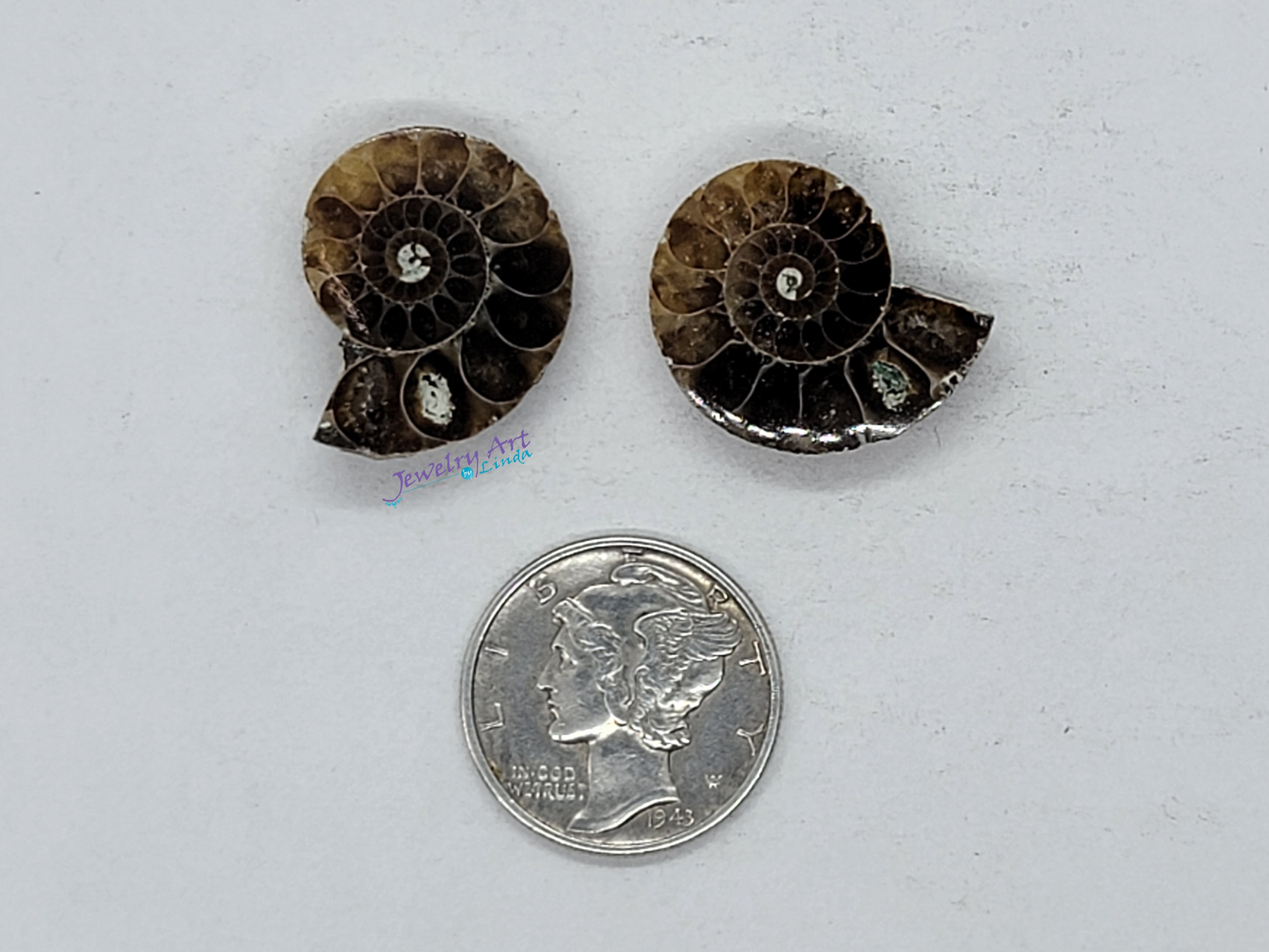 Ammonite FS-x-x-00040