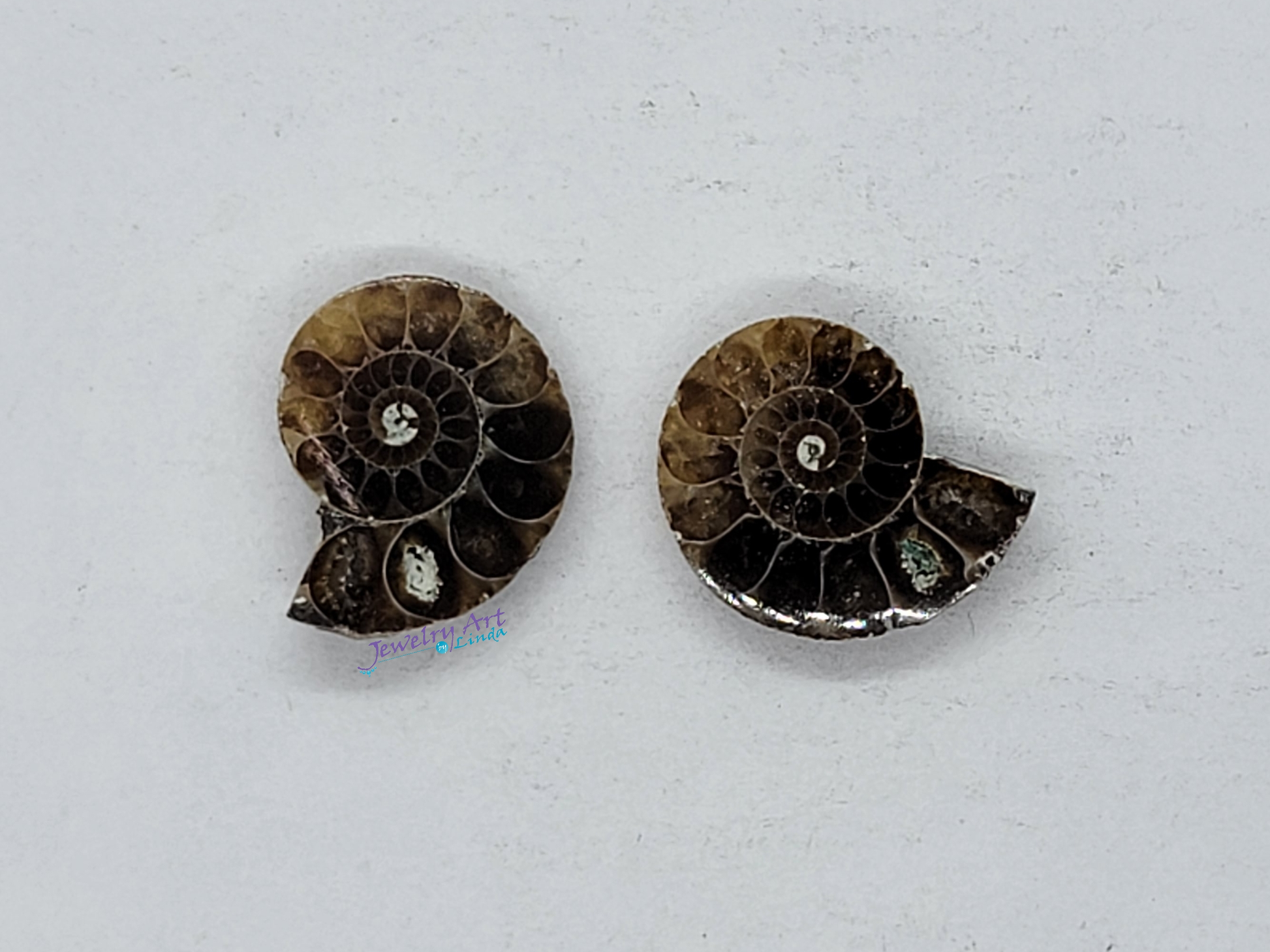 Ammonite FS-x-x-00040