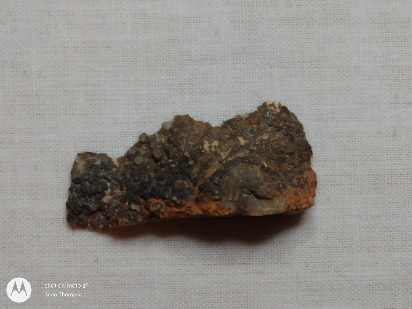 Coprolite FS-00006-01