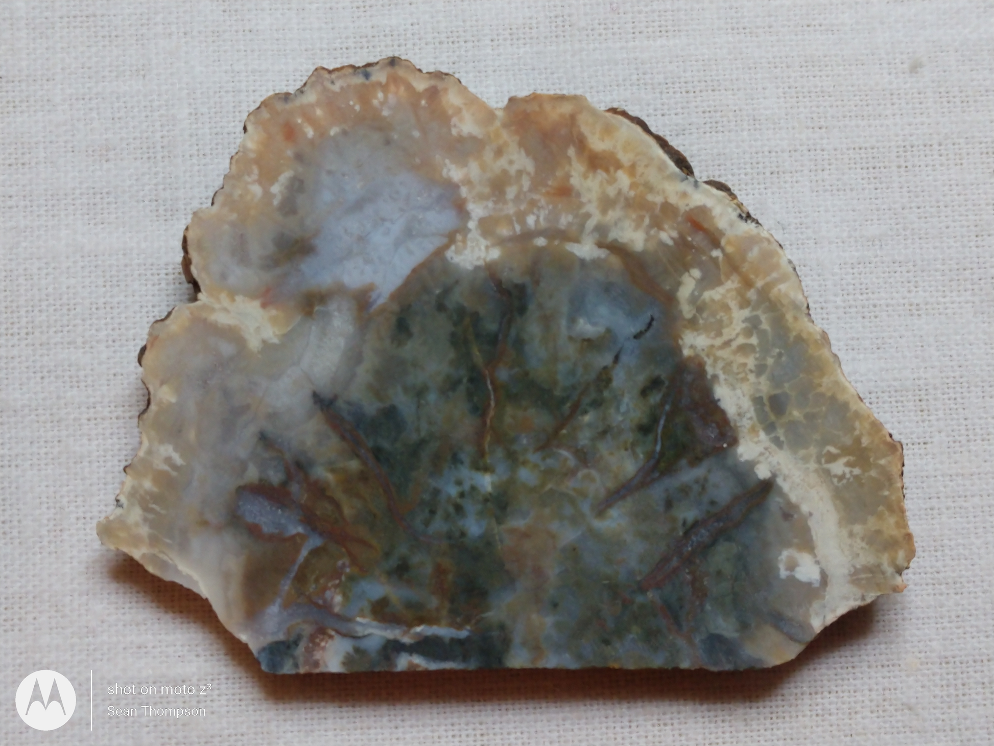 Coprolite FS-00006-06