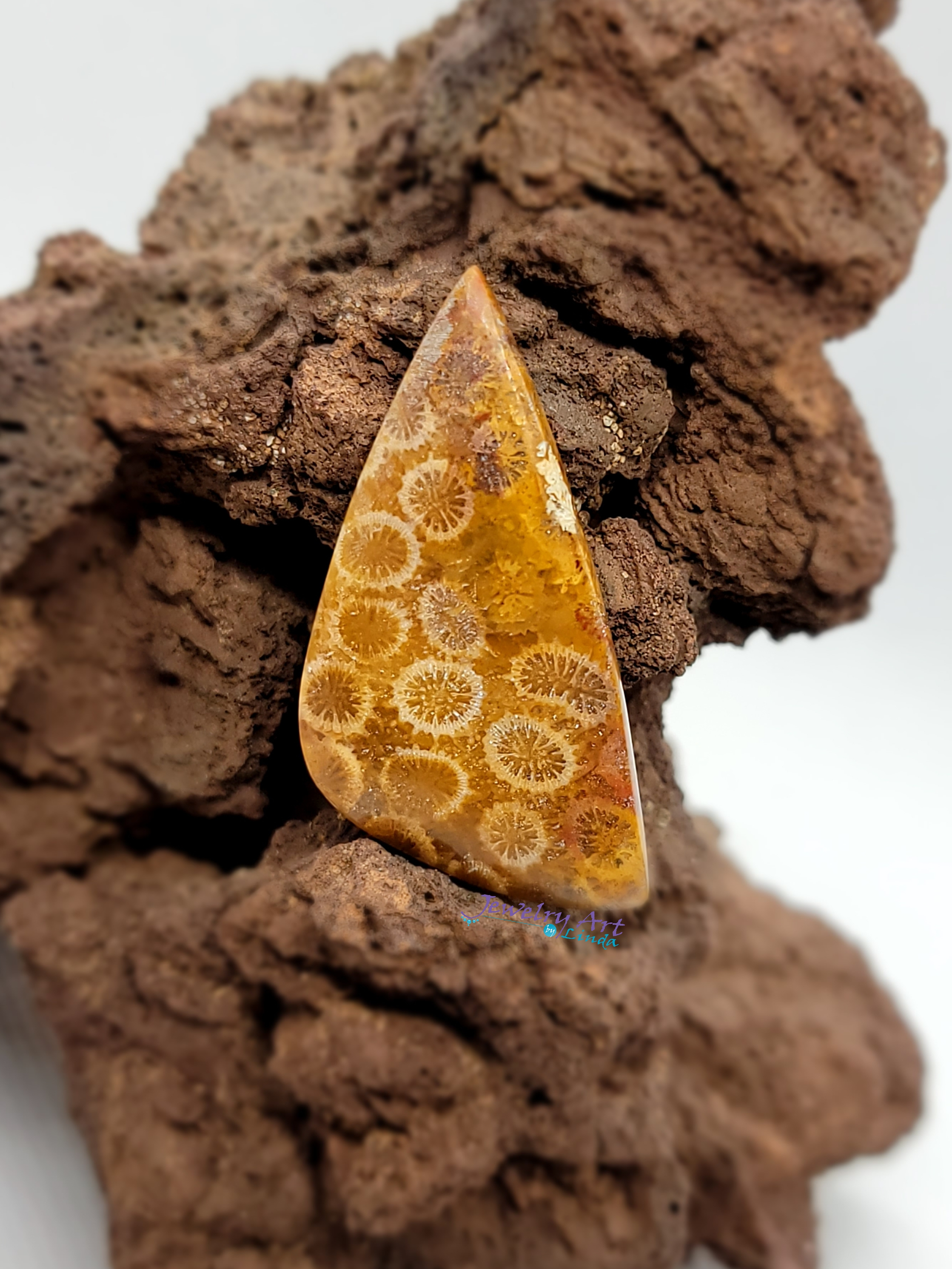 Petrified Coral FS-x-x-00050