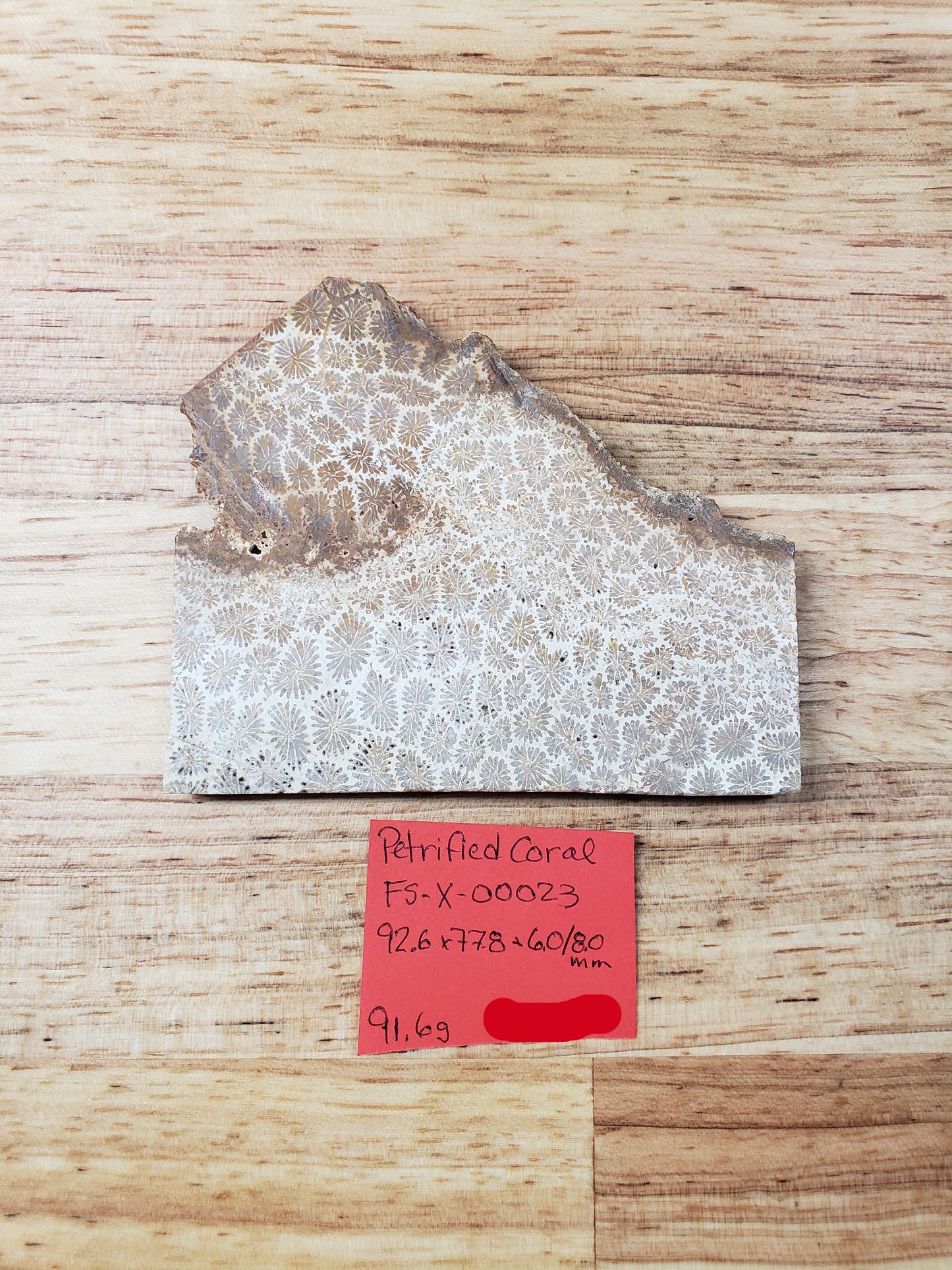 Petrified Coral FS-x-00023