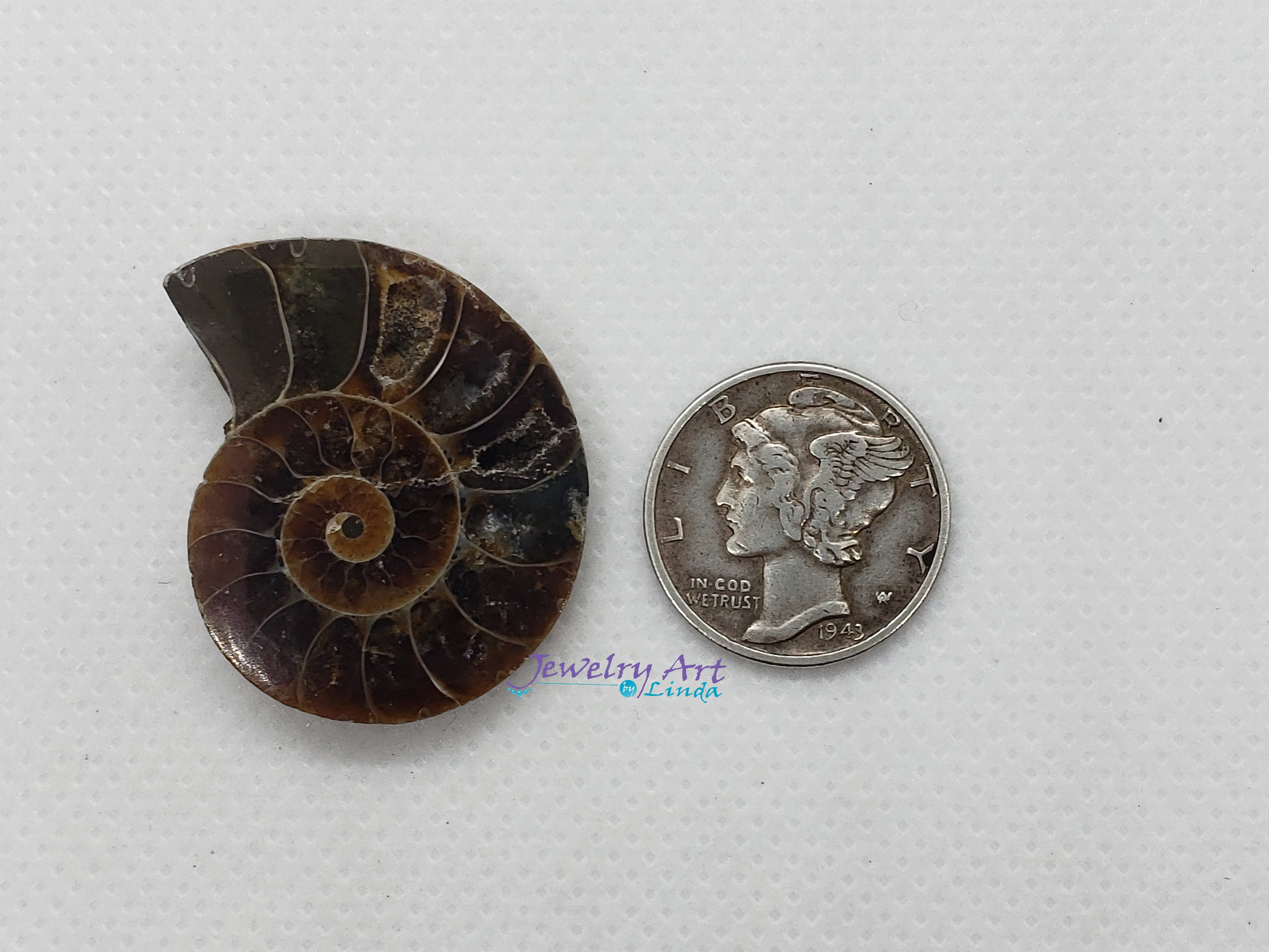 Ammonite FS-x-x-00017