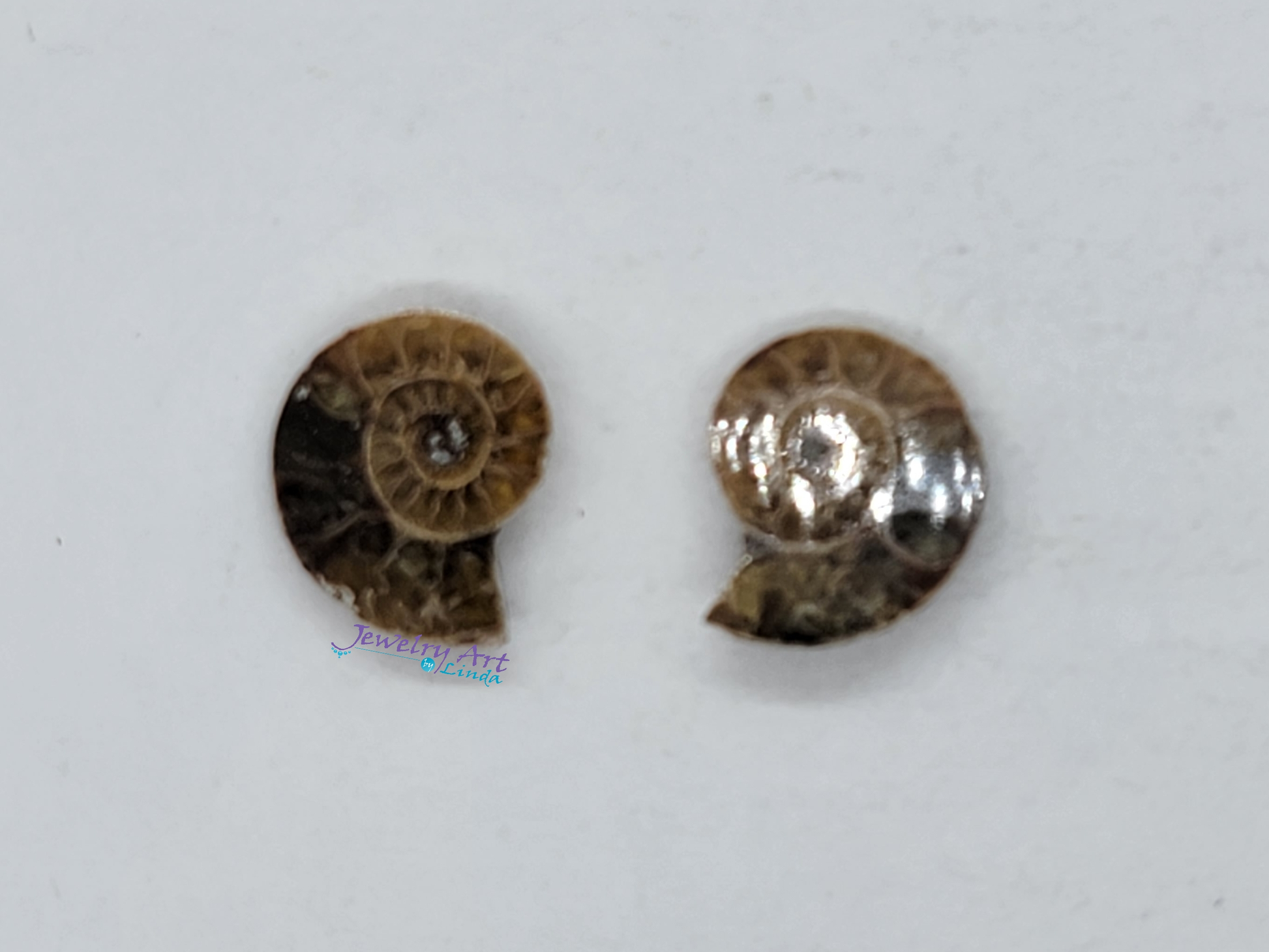 Ammonite FS-x-x-00034