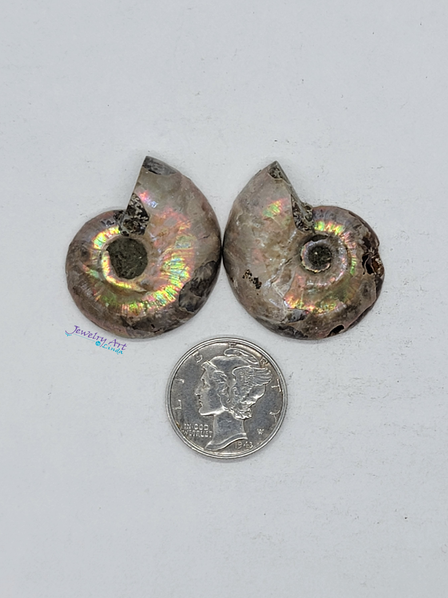 Ammonite FS-x-x-00042