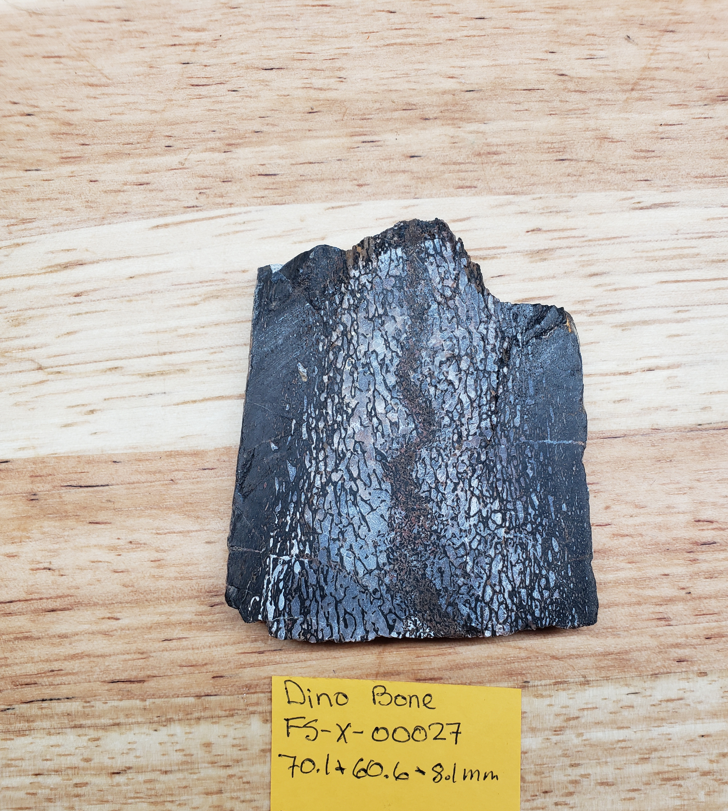 Dino Bone FS-x-00027