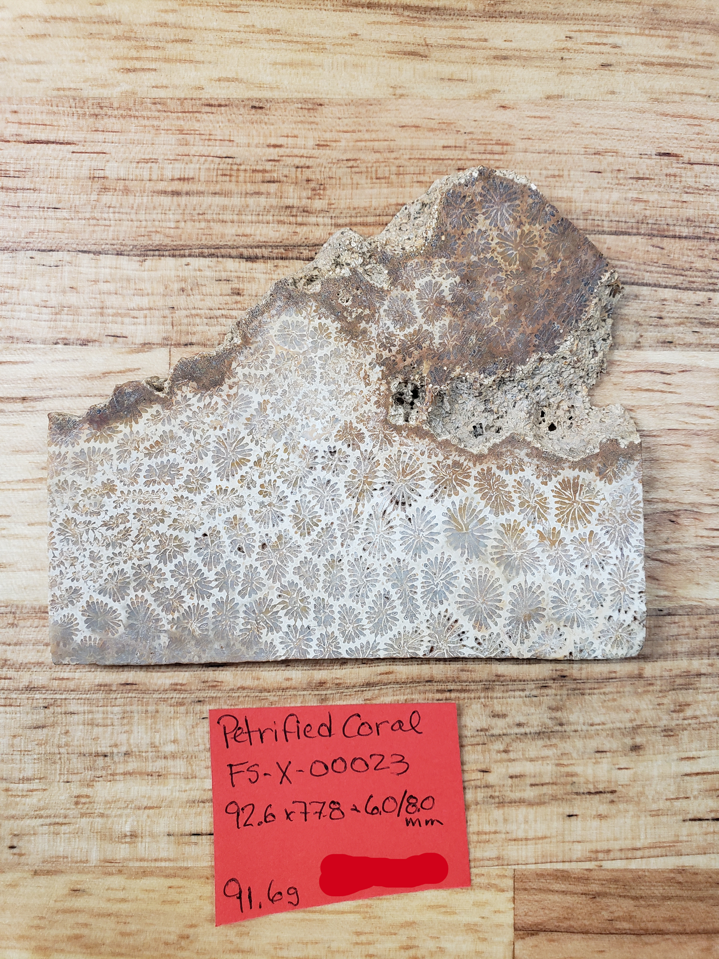 Petrified Coral FS-x-00023