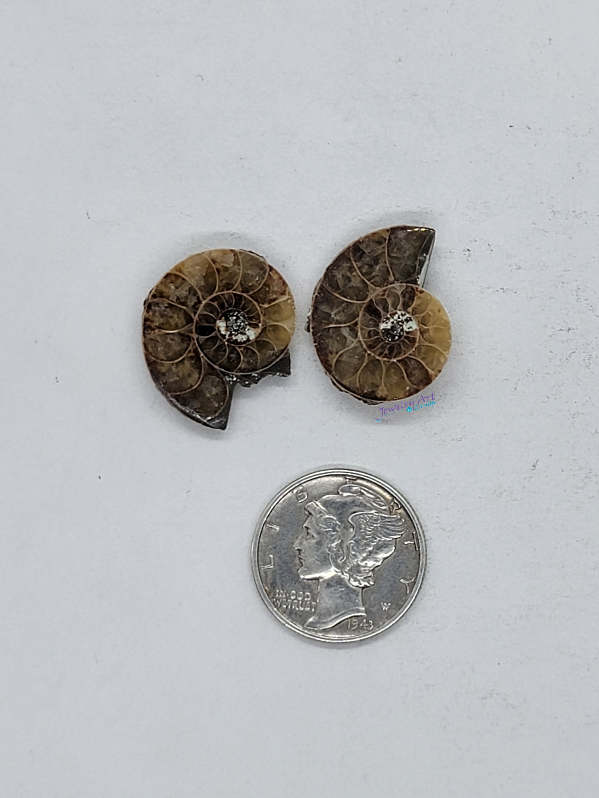 Ammonite FS-x-x-00039