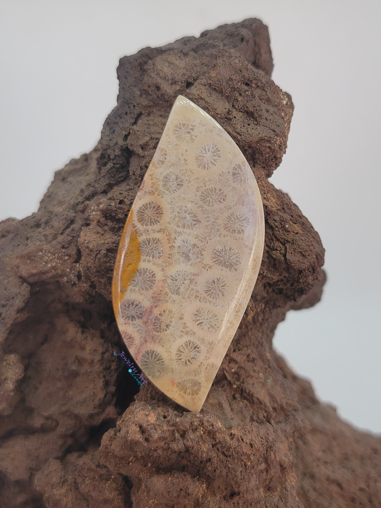 Petrified Coral FS-x-x-00083